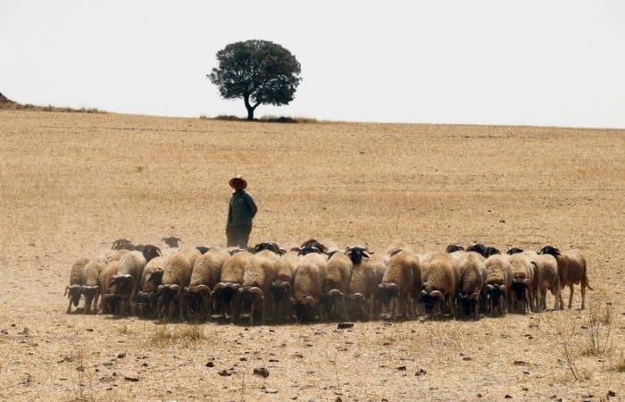 راع
      يعثر
      على
      جثة
      متحللة
      في
      الصويرة - غاية التعليمية